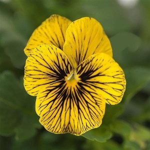 viola sorbet tiger eye